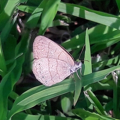 Hermeuptychia gisella