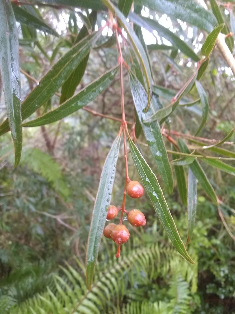 Citharexylum stenophyllum