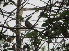 Spindalis dominicensis