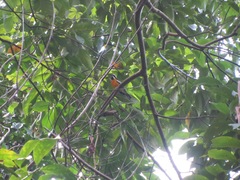 Spindalis nigricephala