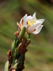 Schizochilus flexuosus