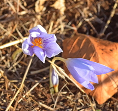 Crocus pulchellus