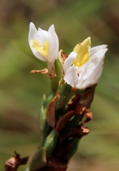 Schizochilus flexuosus