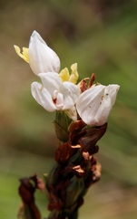 Schizochilus flexuosus