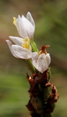 Schizochilus flexuosus