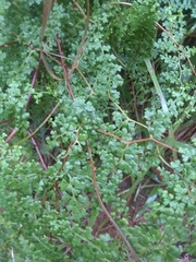 Odontosoria aculeata