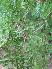 Odontosoria aculeata