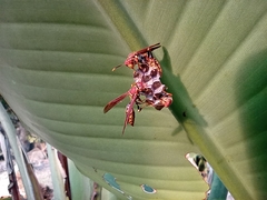 Polistes myersi