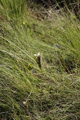 Schizochilus flexuosus