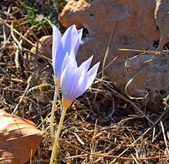 Crocus pulchellus