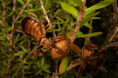 Celatoblatta vulgaris