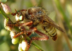 Lastaurina