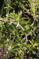 Rubus ludwigii