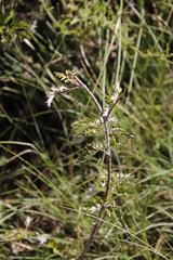 Rubus ludwigii