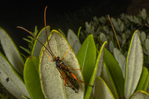 Cream-spotted Ichneumon photo 2