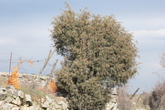 Juniperus