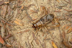 Lepidogryllus parvulus
