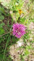 Gomphrena pulchella