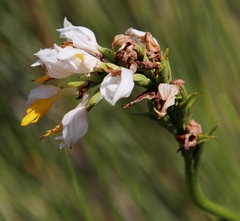 Schizochilus flexuosus