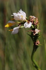 Schizochilus flexuosus