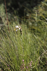 Schizochilus flexuosus