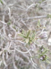 Lithodora fruticosa