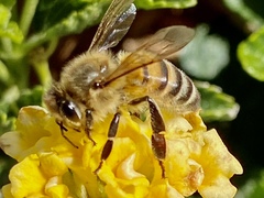 Apis mellifera