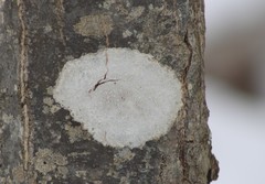 Lecanora subpallens