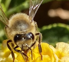 Apis mellifera