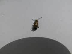 Isotes multipunctata