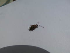 Isotes multipunctata