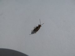 Isotes multipunctata