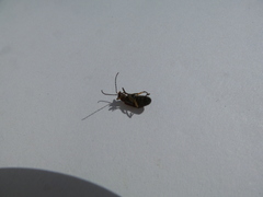 Isotes multipunctata