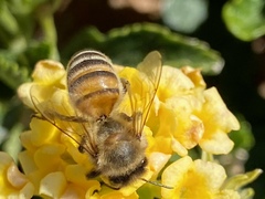Apis mellifera