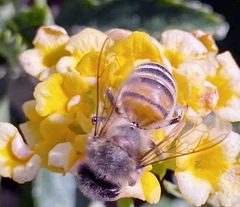 Apis mellifera
