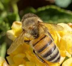 Apis mellifera