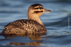 Nomonyx dominicus