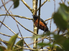 Diglossa gloriosissima