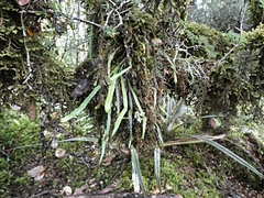 Notogrammitis angustifolia