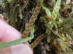 Notogrammitis angustifolia