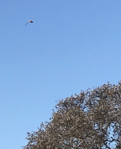 iNaturalist observation photo of Birds