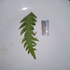 Woodwardia fimbriata image