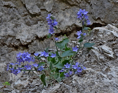Campanula versicolor