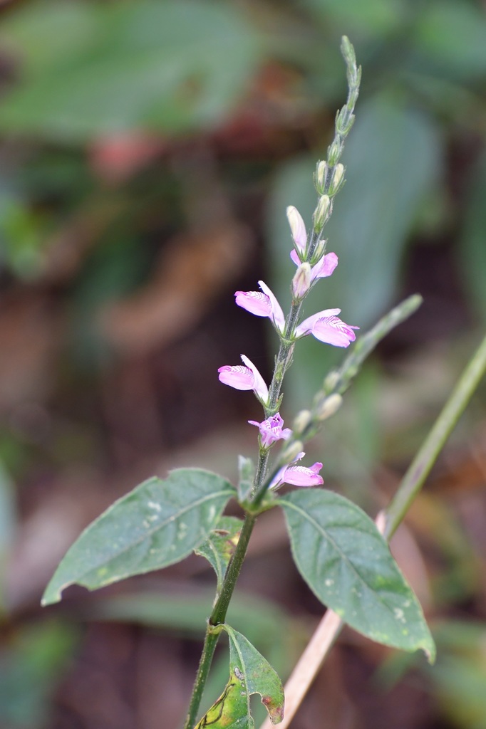 Justicia breviflora
