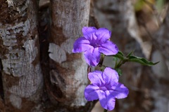 Ruellia breedlovei