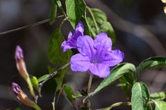 Ruellia breedlovei