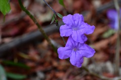 Ruellia breedlovei