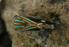 Neobalinae