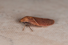 Curtara