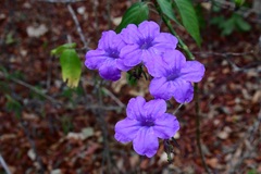Ruellia breedlovei